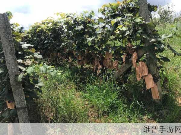 贾政令宝钗扶着树干的故事原文：1. 宝钗扶树，情深意重的瞬间