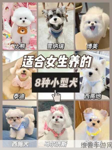 哪种狗最适合女人自己用：1.女性独立生活：最适合的伴侣犬选择