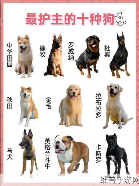 哪种狗最适合女人自己用：1.女性独立生活：最适合的伴侣犬选择