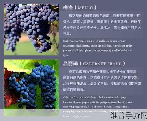 97精产国品产区区别：1. 中国97精产国品的区域特色与发展