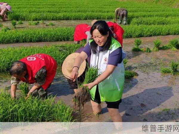 夫妻一百种插秧方法:1. 《夫妻情深:插秧技巧与心灵交流的艺术