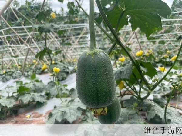 香蕉苹果水蜜桃丝瓜视频无收费限制：1. 香蕉苹果水蜜桃丝瓜：健康美食大揭秘