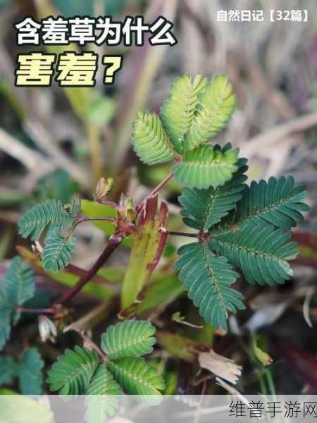 含羞草m码和欧洲码的区别是什么:含羞草m码与欧洲码的差异解析及其影响因素