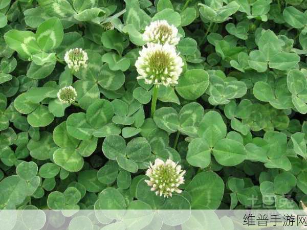 三叶草m欧洲码和天堂:1. 三叶草与天堂的交错:探索欧洲码的奇幻旅程