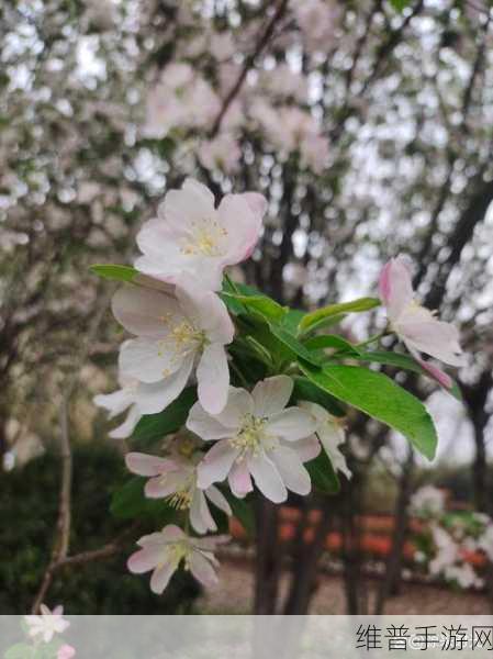 大手往哪秘密花园探去寓意何在？：1. 《探索心灵的秘密花园：寻找内心的宁静