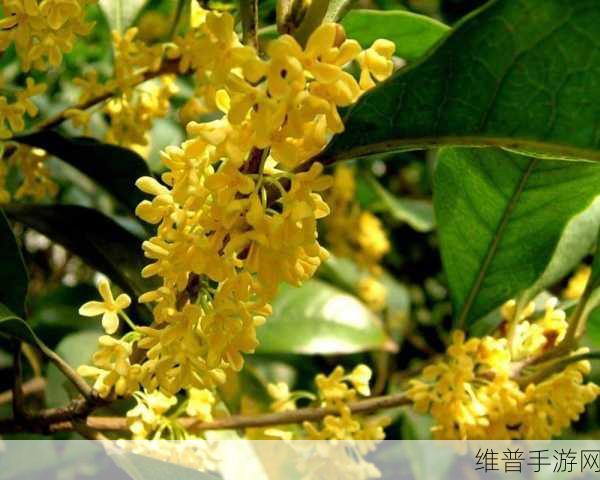 杨大壮和田桂花的第二十九：根据杨大壮和田桂花的故事，可以扩展出以下几个