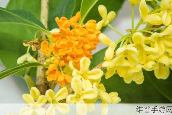 杨大壮和田桂花的第二十九:根据杨大壮和田桂花的故事,可以扩展出以下几个
