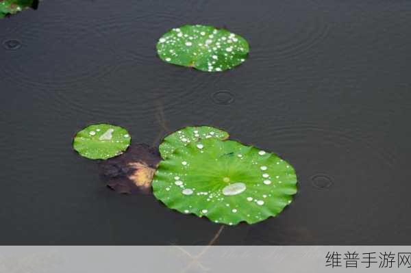 老人船上弄雨荷和普通版对比：1. ＂探秘老人船上的雨荷：与普通版的独特魅力对比