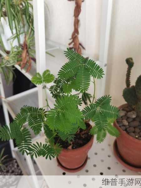 含羞草文化传媒最新版的功能介绍：1. 含羞草文化传媒：打造多元化的数字内容生态