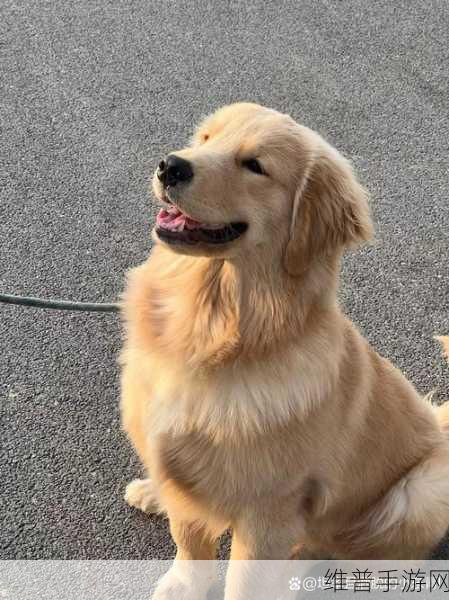 狗狗配人怎么配电视：1. 狗狗与人类的完美搭配：如何选择合适的电视节目