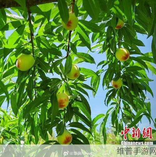x7x7x7x7水蜜桃在线：1. 水蜜桃的甜美诱惑：品味夏季水果之王