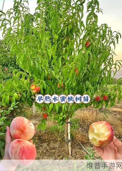 水蜜桃4双管齐下：1. 水蜜桃多元化发展：四大策略助力品牌升级