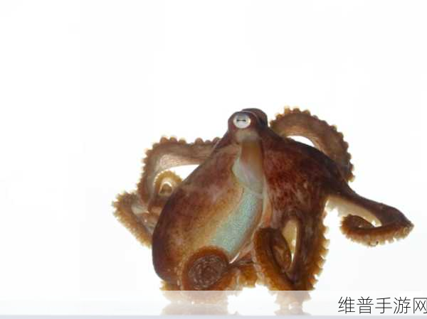八爪鱼紧缩术能达到什么效果：1. 八爪鱼紧缩术：重塑体形的新选择