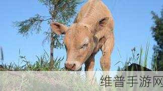 老牛嫩草一二三产品区别免费对外开放：1. 老牛嫩草一二三产品详解与特点比较