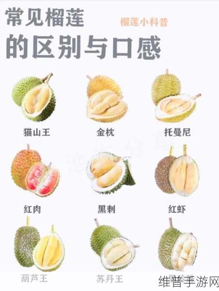 8008幸福宝入口榴莲分类专区：1. 榴莲的多种分类与品种介绍