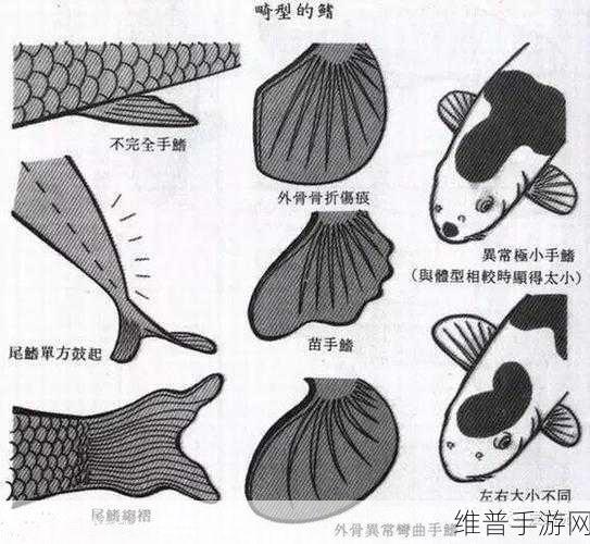 锦鲤吸水和夹什么区别：1. 锦鲤吸水与夹具的作用原理解析