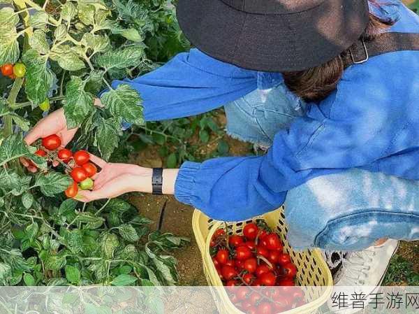 蜜丝婷大草莓与小草莓：1. 蜜丝婷大草莓与小草莓的甜蜜对比
