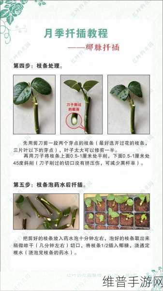 扦b有什么好处：1. 扦插繁殖的优势与技巧解析