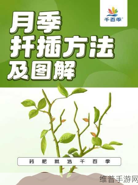 扦b有什么好处：1. 扦插繁殖的优势与技巧解析