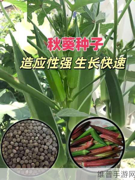 秋葵适合未满十八岁的人吃吗：1. 秋葵的营养价值：未成年人的最佳选择吗？