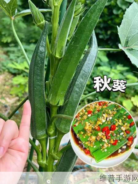 秋葵适合未满十八岁的人吃吗：1. 秋葵的营养价值：未成年人的最佳选择吗？