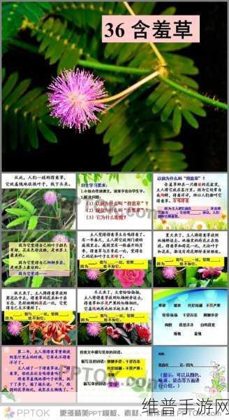 含羞草、四叶草、三叶草：1. 含羞草的神秘生长与四叶草的幸运传说