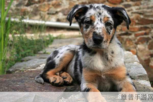 ZoomServo兽狗产品特点深入解读：1. ＂高效精准定位，ZoomServo兽狗让训练更轻松