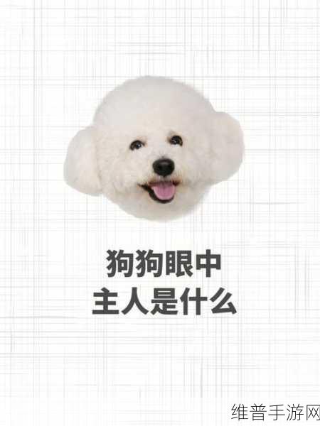ZOOMSERVO兽狗最新版本：好的，这里有一些基于ZOOMSERVO兽狗最新版本的扩展标题，供您参考：