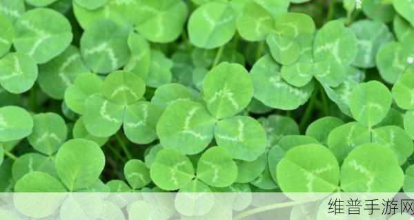 三叶草gy3876：1. 三叶草GY3876：探索奇幻植物的奥秘