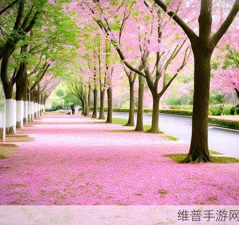 さくらさくら：1. 樱花绽放时，心中思念随风舞