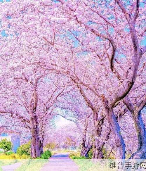 さくらさくら：1. 樱花绽放时，心中思念随风舞