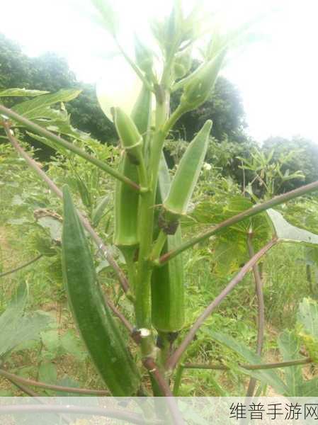 草莓榴莲秋葵绿丝污iOs无限看完全不收费：1. 草莓榴莲秋葵绿丝：无限畅享免费观看的秘密