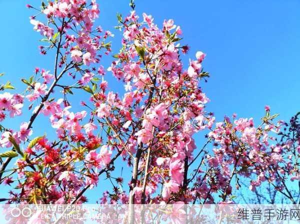 樱花16Q906A：1. 樱花16Q906A：智慧家居的未来之选