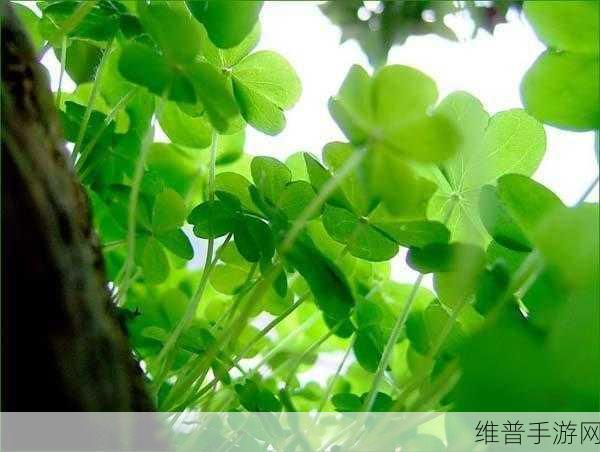 成品人和精品人的区别四叶草改变产品：1. 四叶草的转变：成品人到精品人的升级之路