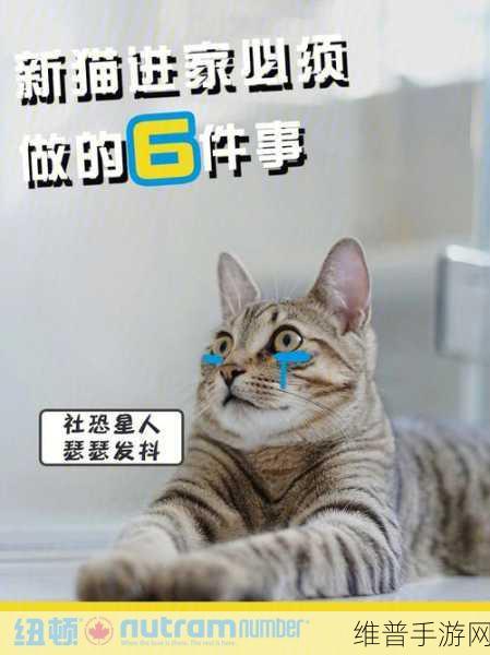 猫咪MV最新地域名怎么取：当然可以，以下是一些基于猫咪MV的地域名所拓展出的新标题建议：