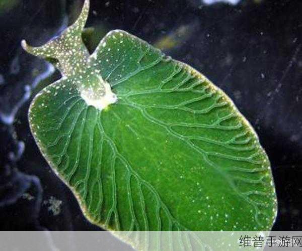 最强蜗牛绿色贵重物品全解析