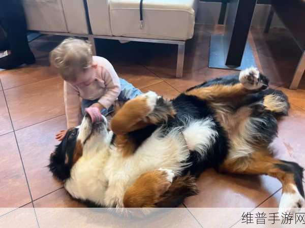狗配人怎样配马配人呢图片：1. 如何选择与马匹相配的人类伴侣