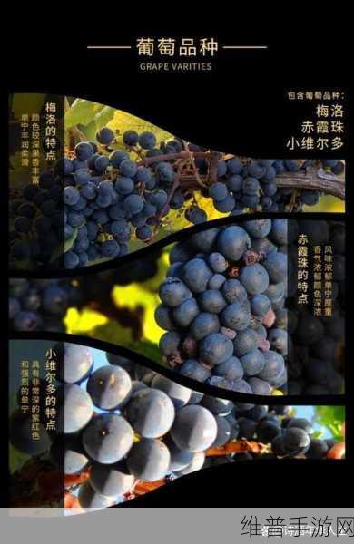 别到红酒了装不下了1V2：1. 红酒品味之旅：如何选择与搭配
