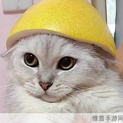 柚子猫yuzukitty的情人节礼物:1. 柚子猫情人节特别礼物,为爱而生的温暖回忆