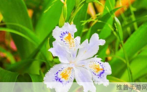 花蝴蝶看片：当然可以！以下是一些基于“花蝴蝶”主题的扩展