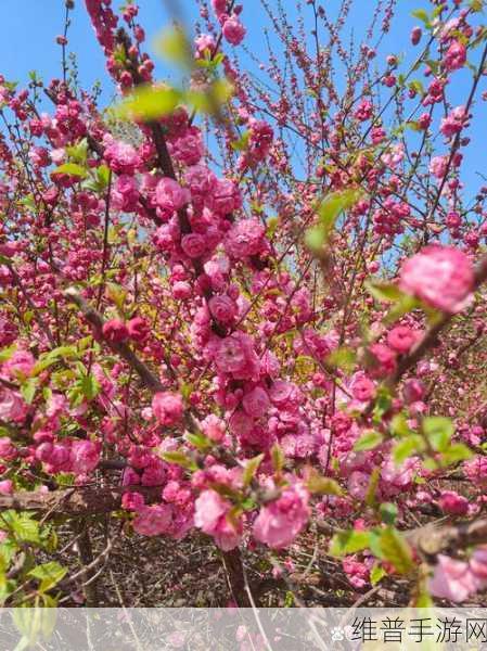 春天里最动人的风景：1. 春暖花开，万物复苏的美丽画卷