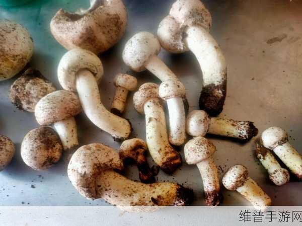 x7x7x7任意噪108蘑菇：1. 探索神秘世界：x7x7x7的蘑菇冒险之旅