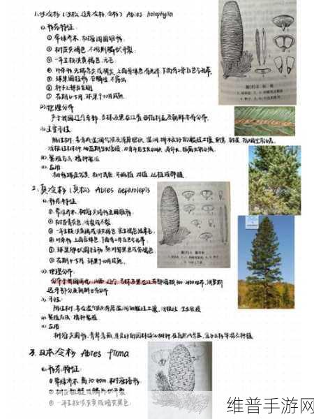 小森生活树木分布位置大全及树木刷新时间深度解析