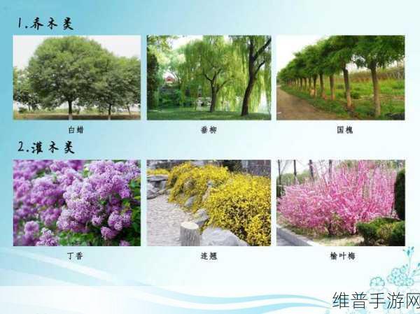 小森生活树木分布位置大全及树木刷新时间深度解析