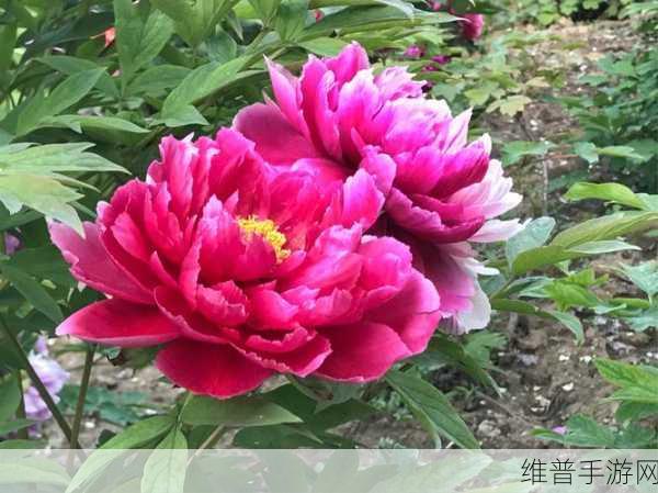 在我的花园里要燥起来歌词：1. 在花园里感受阳光的温暖与活力