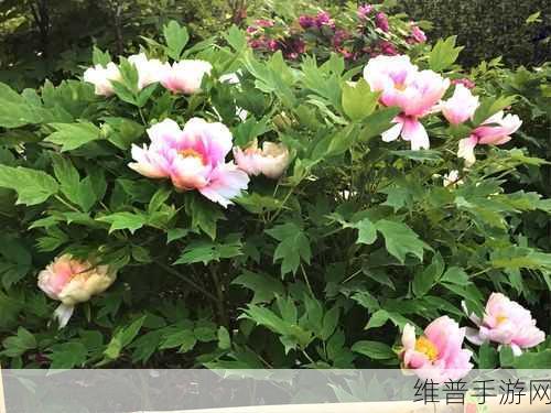 在我的花园里要燥起来歌词：1. 在花园里感受阳光的温暖与活力