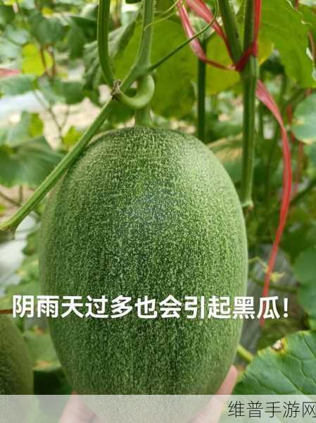 718黑瓜吃料：1. 黑瓜的魅力：718吃料新风潮