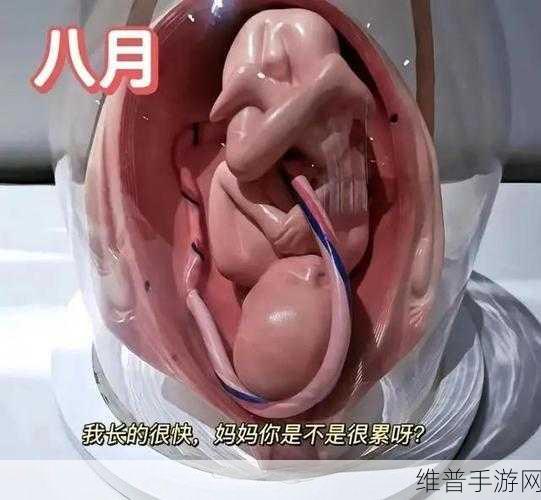 WINDOWSCHANNEL孕妇3D：1. ＂孕妇3D全景体验：感受生命的奇迹