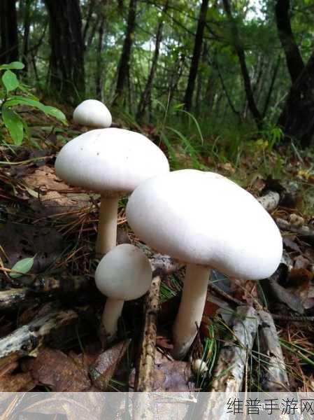 老牛嫩草一二三产品区别蘑菇视频版本升级完成:1. 老牛嫩草一二三:蘑菇视频全新版本探秘