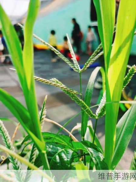 大手向下游走来到芳草地：1. 大手向下游走，探寻芳草地的秘密